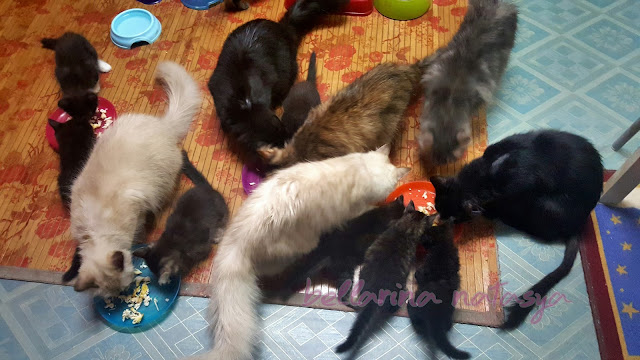 Tip Bagi Kucing Makan Ubat - Ini Adalah Bellarina Natasya