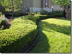7 May 2012 Pulling out bushes left side 2