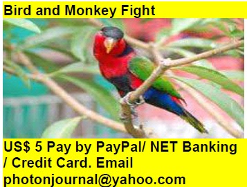 Bird and Monkey Fight bird story book