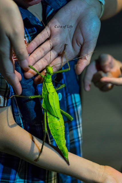 Discover the Tropical's Denizens in Entopia @ Teluk Pahang, Penang