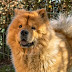 10 Dog Breeds That Look Like Bears