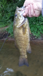 potomac smallmouth