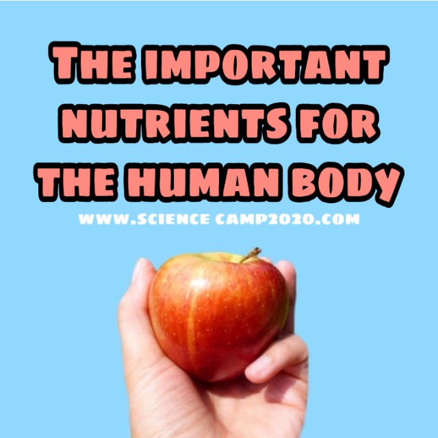  the important nutrients for the human body 
