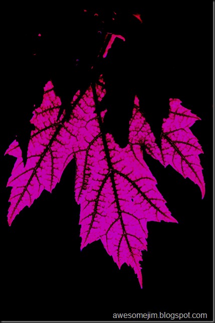 pinkleaf