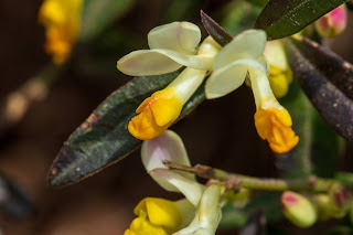 [Polygalaceae] Polygaloides chamaebuxus – Shrubby Milkwort.