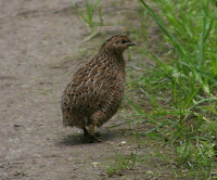 Pictures Of Quail Birds