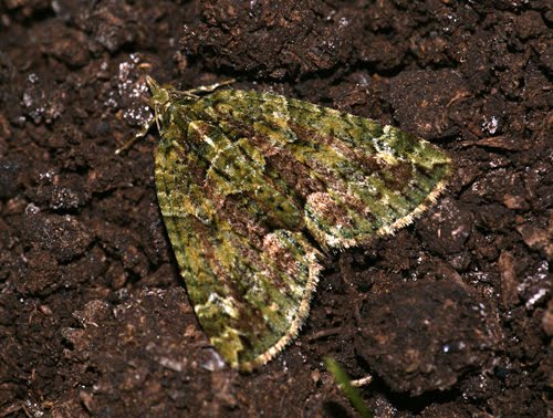 common carpet moth. Found a few moths whilst