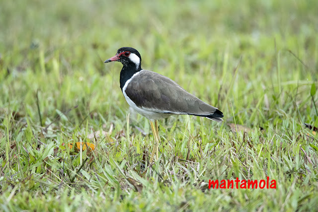 Red-wattled lapwing