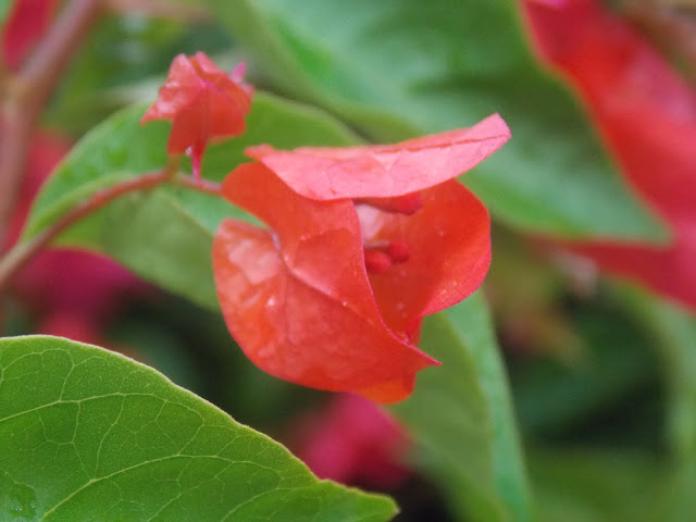 Red flower images