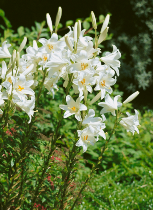 Лилия белоснежная (Lilium candidum)