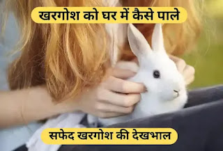 खरगोश को घर में कैसे पाले, safed khargoosh palane se kya hota hai hindi