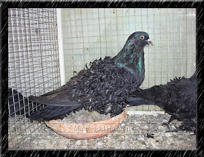 Frillback pigeon