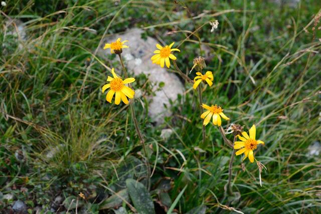 Arnica montana