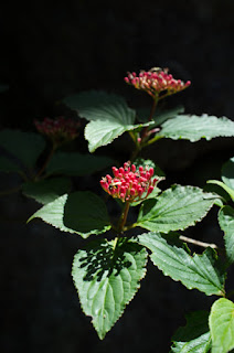 マルバヤマシグレ、屋久島の植物