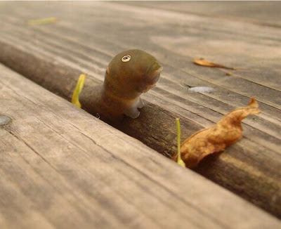 Spicebush Swallowtail Caterpillar Seen On www.coolpicturegallery.net