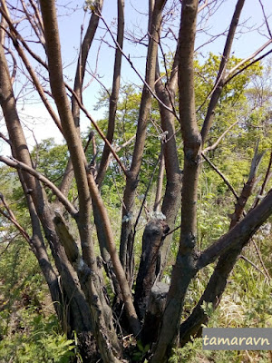 Маакия амурская (Maackia amurensis)