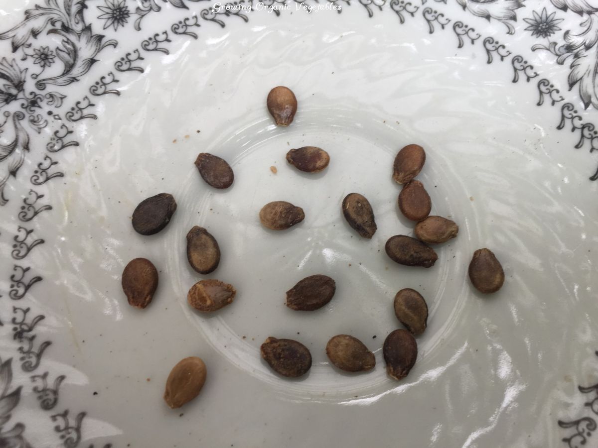 The seeds of a watermelon are little, flat, oval seeds that are discovered in the flesh of the fruit. They usually come in black, brown, or tan shades and have a tough outer covering. These seeds contain a wealth of nutrients, such as protein, good fats, vitamins, and minerals like magnesium, iron, and zinc.