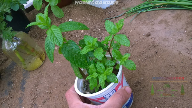 It is best to buy mint as young plants in spring. When you purchase mint plants. Carefully check plants before buying to ensure they are healthy and show no signs of disease.