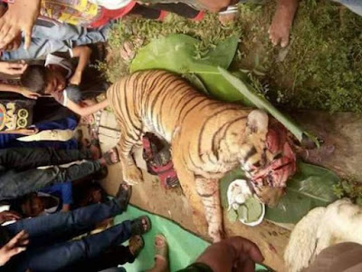 BANGKAI HARIMAU SUMATERA DI TEMUKAN DI SUMATERA UTARA