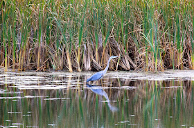 great blue heron wading October's waters