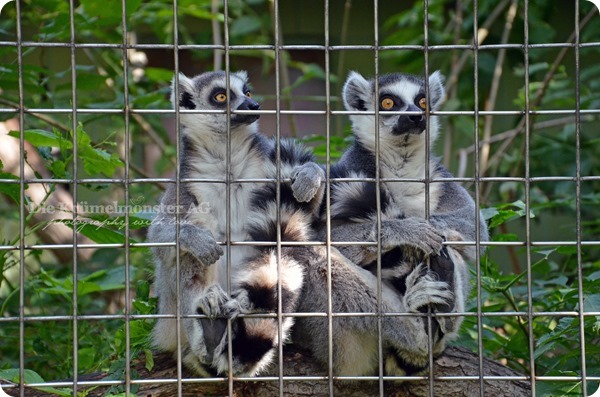 Zoo Frankfurt Kattas 150813 (3)