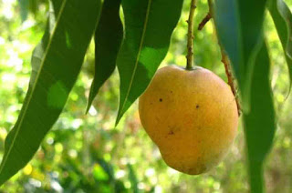 Efficacy of Natural Remedies mango leaves 