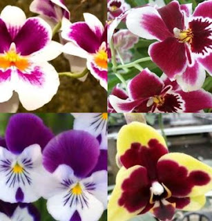 Bunga anggrek, Orchid flower,orchid flowers month,how to care for orchids,   orchid flower fertilizer,types of orchid flowers,dendrobium orchid flowers,  bunga anggrek bulan, cara merawat bunga anggrek, pupuk bunga anggrek,  jenis- jenis bunga anggrek, bunga anggrek dendrobium,   