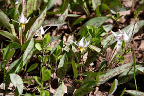 trout lilies, early May ephemerals