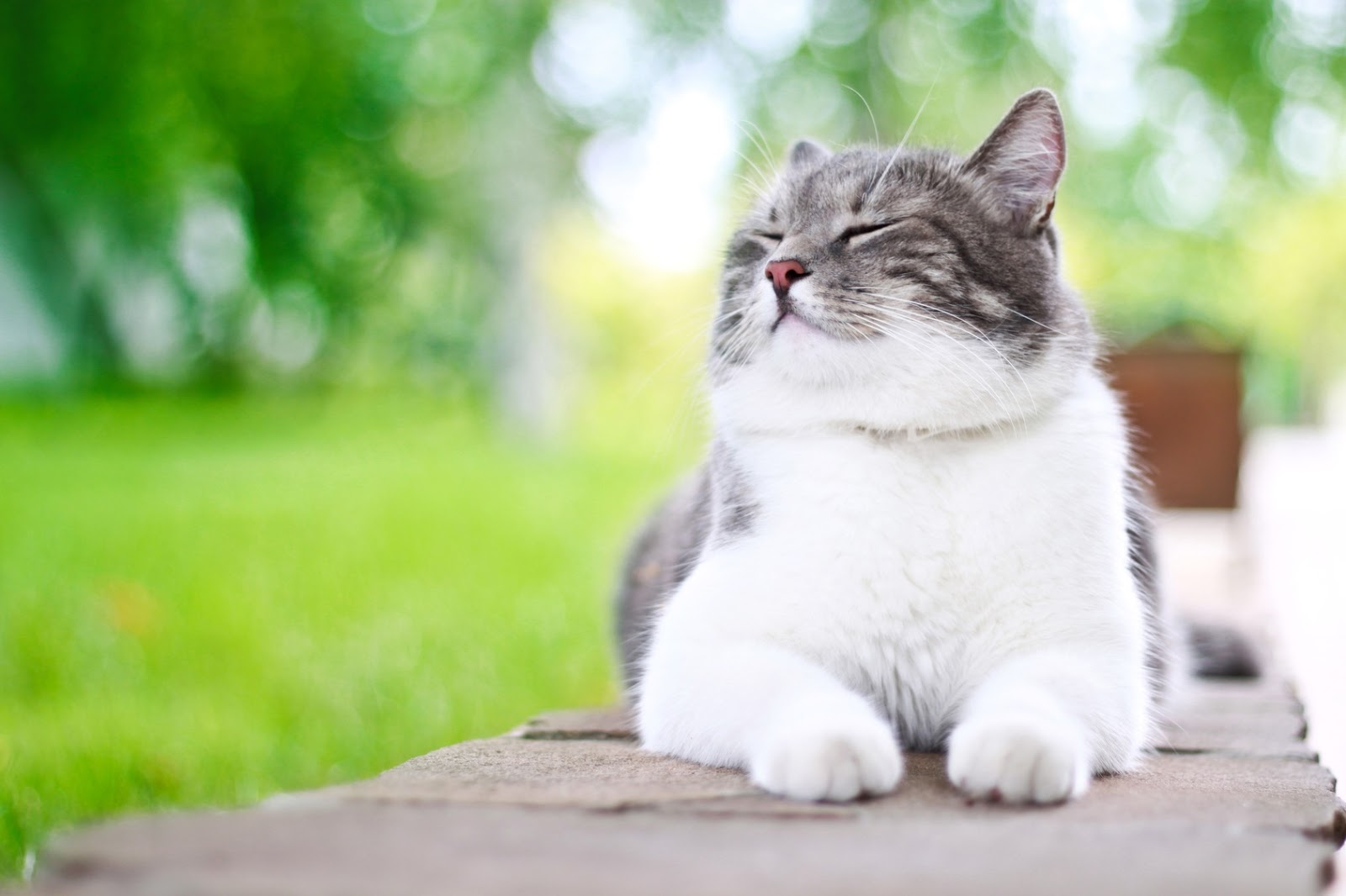 Photo De Chat Chat Blanc Et Gris En Train De Se Reposer Dehors