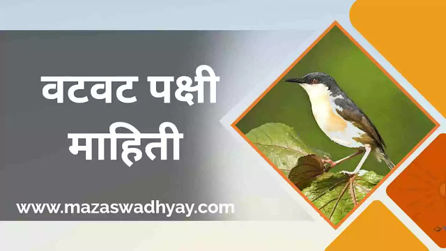 Ashy Priniya bird Information in Marathi | वटवट पक्षी मराठी माहितीAshy Priniya bird information in marathi Wikipedia  Ashy Priniya bird information in marathi pdf