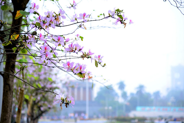 Tháng 3, hoa ban nở khắp các con đường Hà Nội