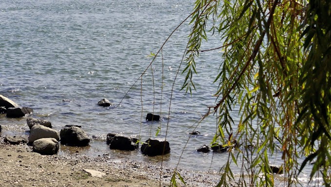 Fiatal nő holttestét találták meg a Dunában Halászteleknél