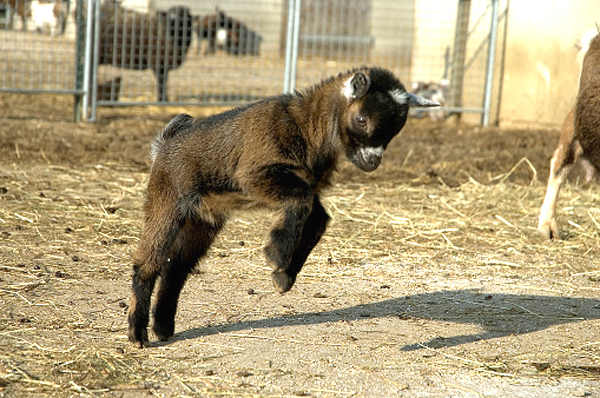 jumping goat, jumping goats, goats are jumping, goat jumping, beautiful jumping goat