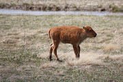 I just took this picture in Yellowstone Park, all the buffalo calfs were .