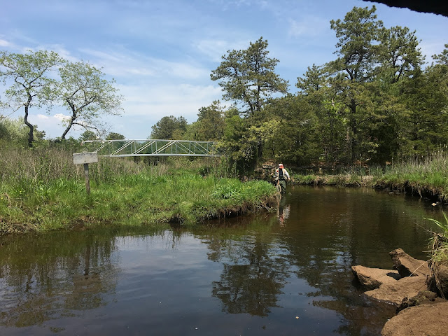 Red Brook Wareham MA Trout