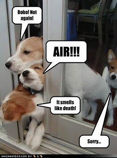 Funny DOG Pictures