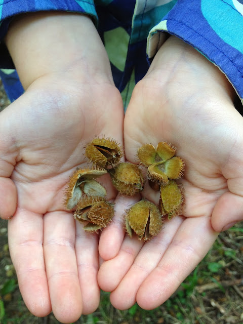 Beech nuts