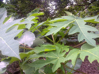 Khasiat Pepaya (Carica papaya)