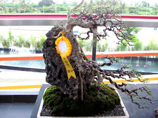 Bonsai, Mindanao, Desmodium, SM Lanang Premier, Kadayawan Festival, Home and Garden, Informal upright, Triple trunk, Cascading, Literati, Rock clasping, Slanting, Raft, One sided, Clump, Broom