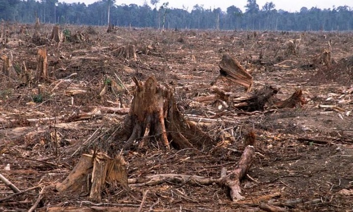  Masalah dan Perusakan Hutan Tropis di Tengah Pandemi Corona, naviri.org, Naviri Magazine, naviri majalah, naviri