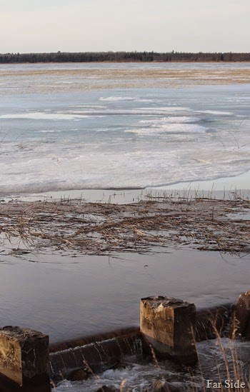 Shell Lake rice patches