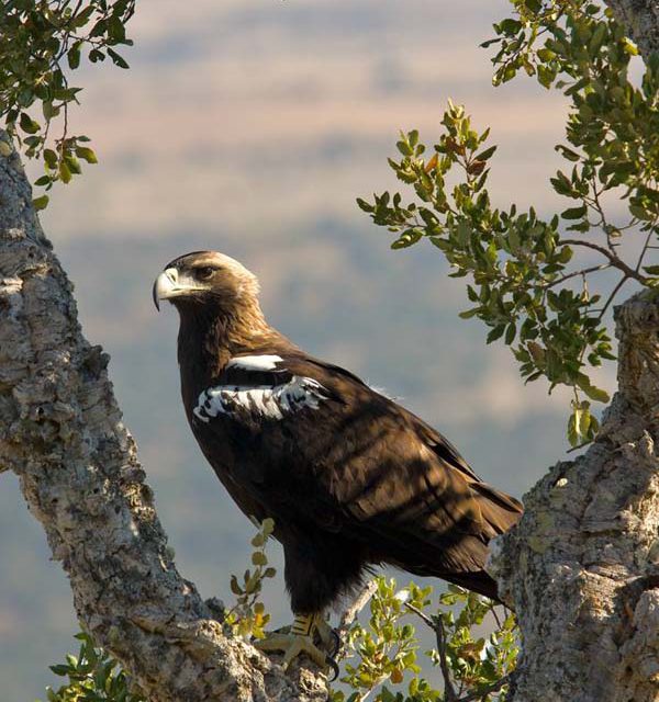 Águia-imperial-ibérica é a ave de rapina mais ameaçada da Europa