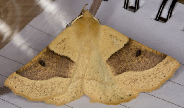 Scalloped Oak moth, dark form; Crocalis elinguaria.  A Geometer.  From a moth trap on Farthing Downs on the night of 16th July 2011.   Moths and Butterflies on Farthing Downs, with Gill Peachey.  Photographed on Sunday 17th July 2011.