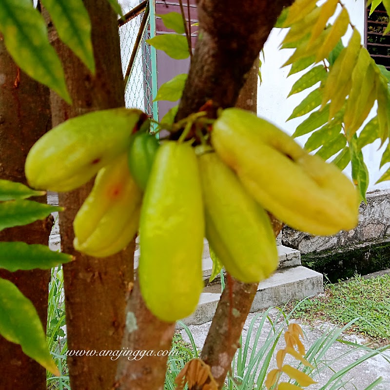 Kembali berbuah 