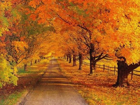 alt="фото осени, фотки осени, красивые фото осень, золотая осень, осень, фотографии осени, деревья, листья, осенние листья"
