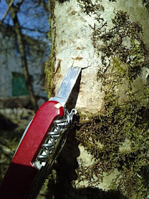 tree tapping attempt