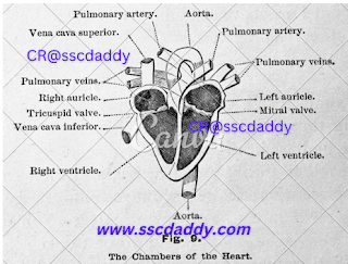 Structure of heart