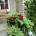 Hostas in a pot