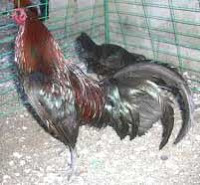 http://buka-mata.blogspot.com/2012/04/tips-memelihara-ayam-bangkok-aduan.html