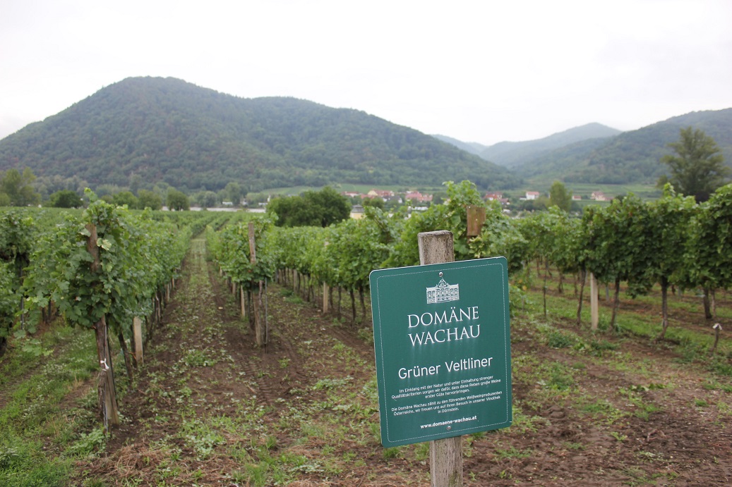 vinice ve Wachau